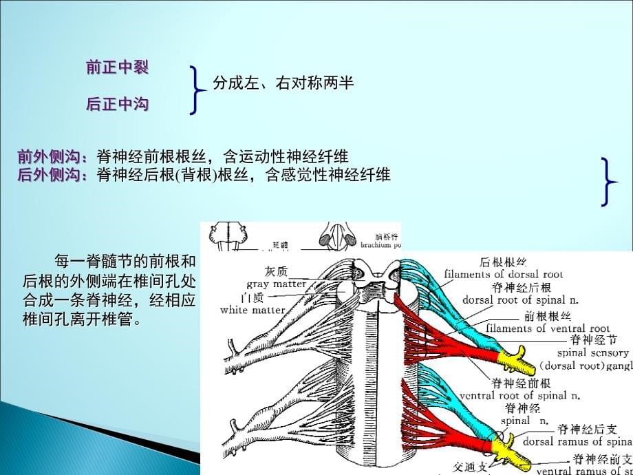 中枢神经系统解剖ppt医学课件_第5页