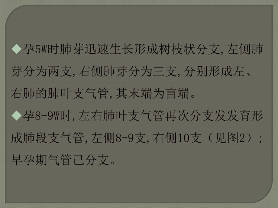 胎儿肺部发育特点ppt医学课件_第4页