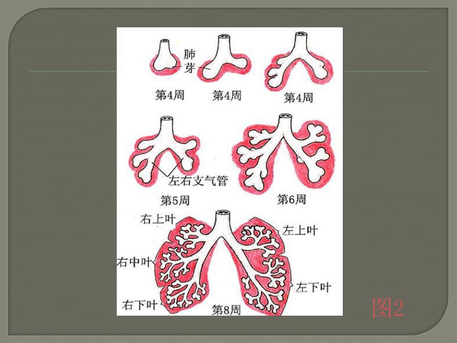 胎儿肺部发育特点ppt医学课件_第5页