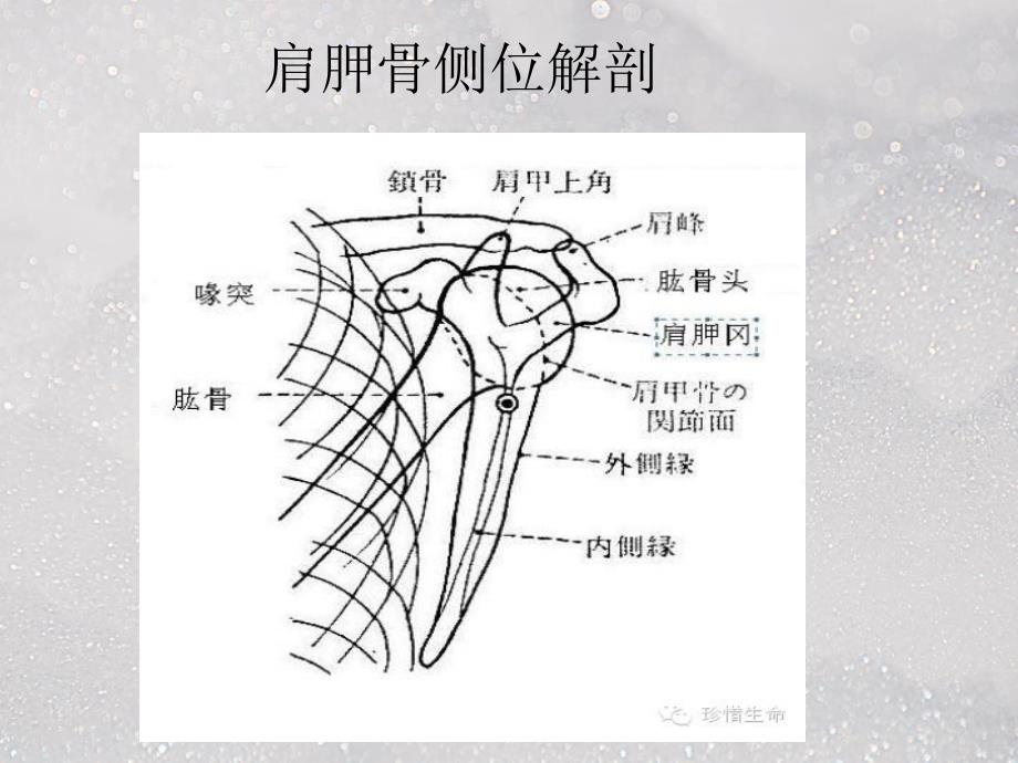 肩关的摄影体位ppt医学课件_第4页