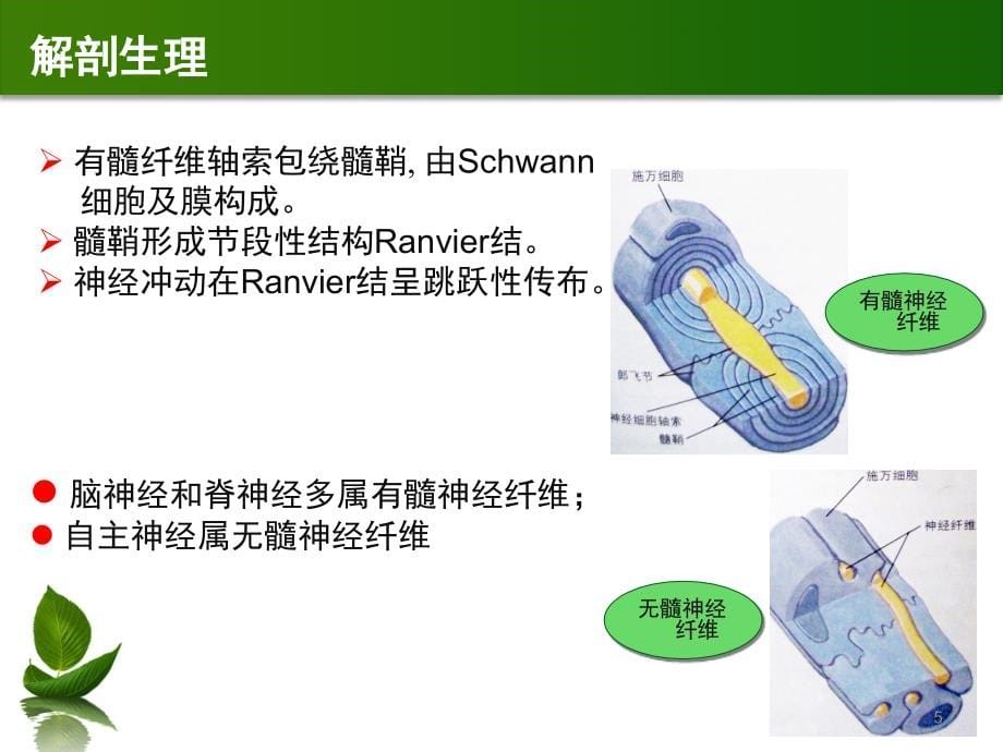 周围神经病PPT课件_第5页