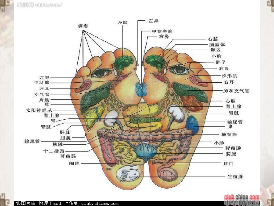 中医诊疗ppt医学课件_第4页