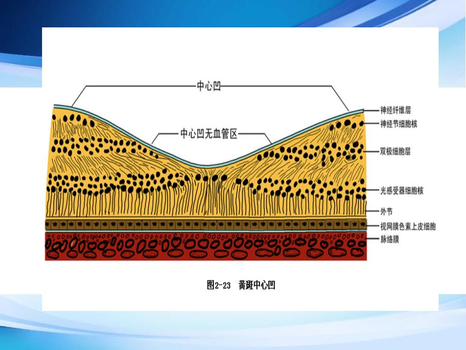 糖尿病视网膜病变科内座ppt医学课件_第4页