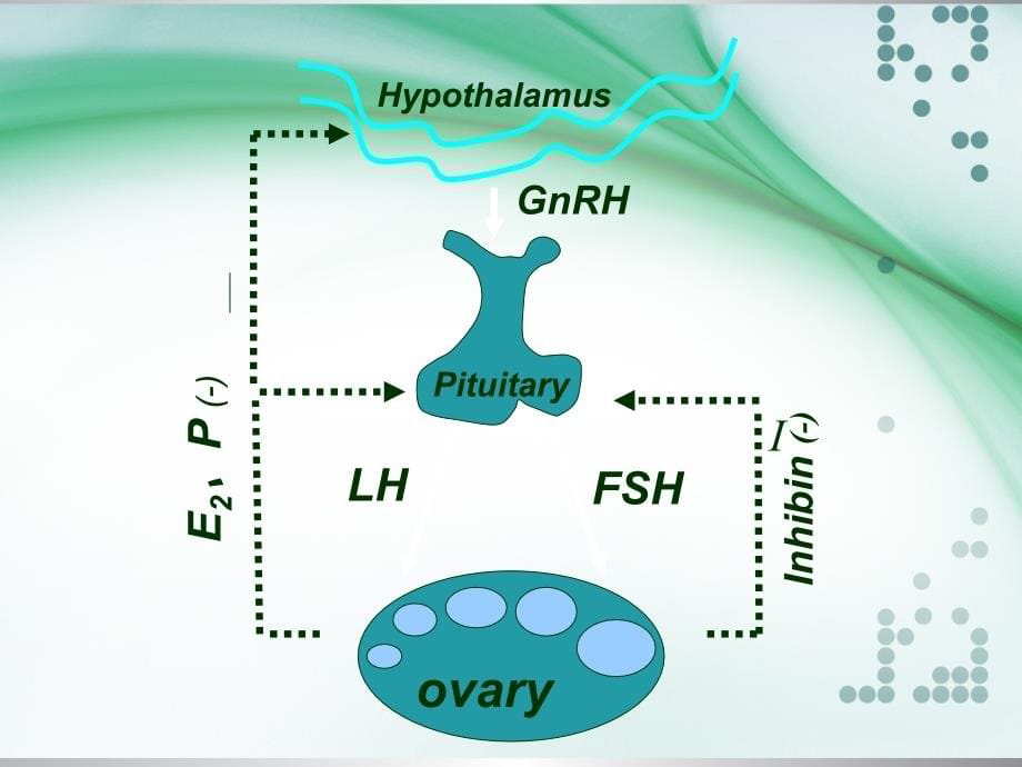 生殖内分泌基础ppt医学课件_第5页