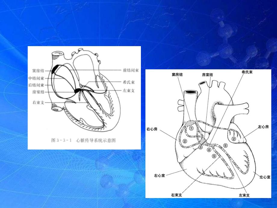 危险性心律失常的急救与护理ppt医学课件_第4页