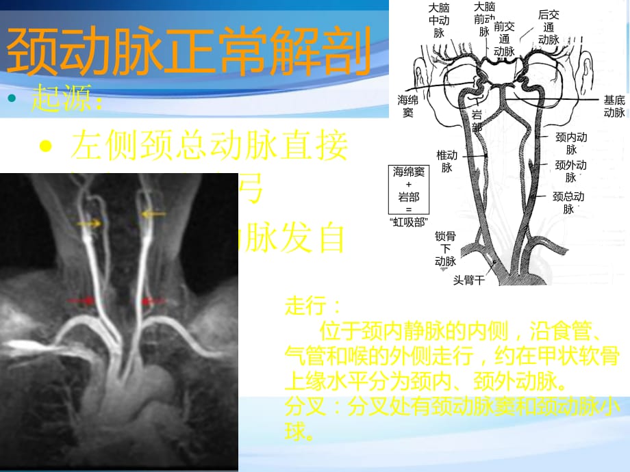 头颈部血管解剖ppt医学课件_第3页