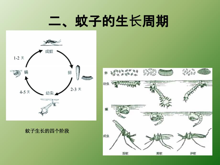 预防登革热主题班会ppt医学课件_第4页