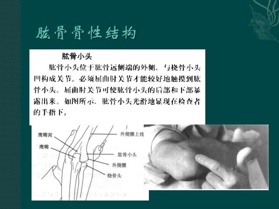 肘部解剖及相关生物力学ppt医学课件_第5页