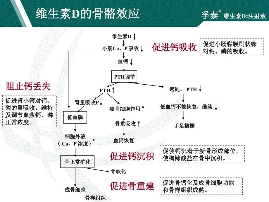 维生素D2注射液参考PPT_第5页