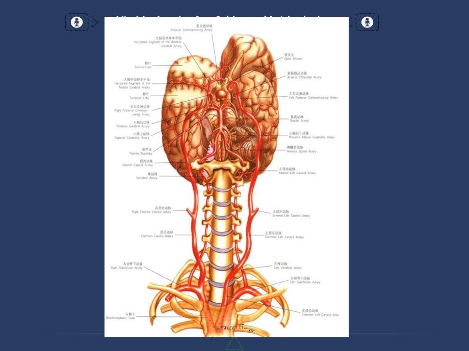 椎基底动脉系统及其综合征参考PPT_第2页