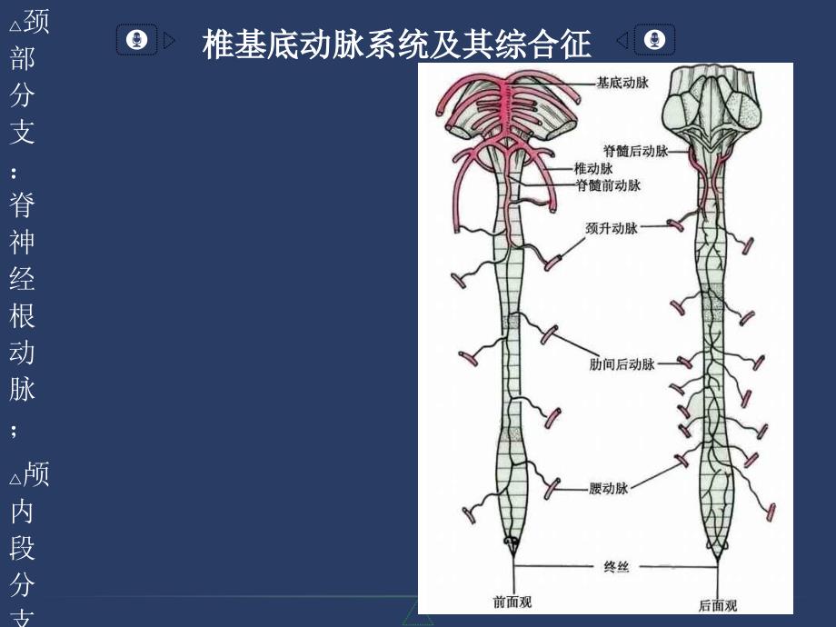 椎基底动脉系统及其综合征参考PPT_第4页