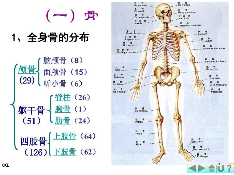 幼儿卫生保健运动系统ppt医学课件_第5页