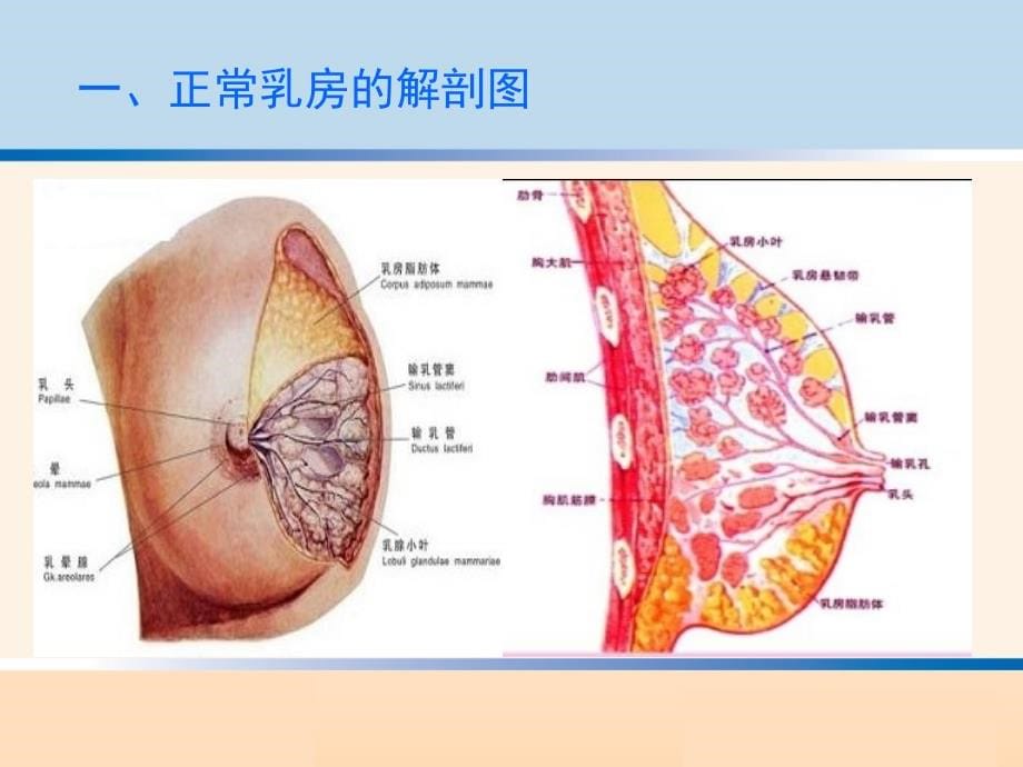 乳房问题的干预与治疗 ppt医学课件_第5页