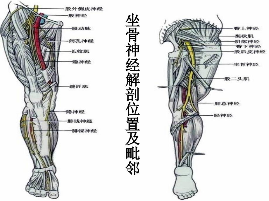 坐骨神经解剖参考PPT_第2页