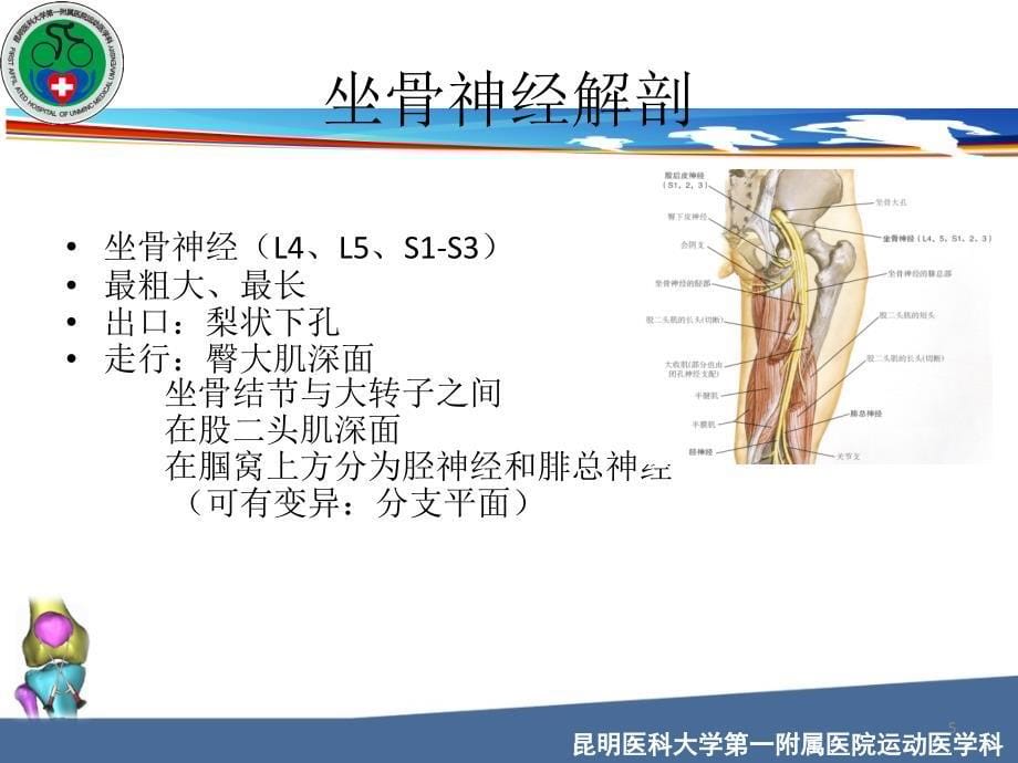 坐骨神经解剖参考PPT_第5页