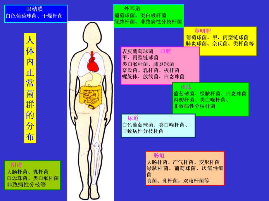 细菌学总论ppt医学课件_第3页