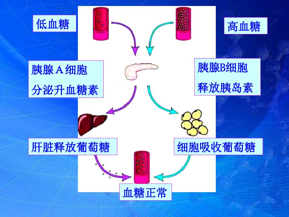 糖尿病及并发症的护理ppt医学课件_第3页