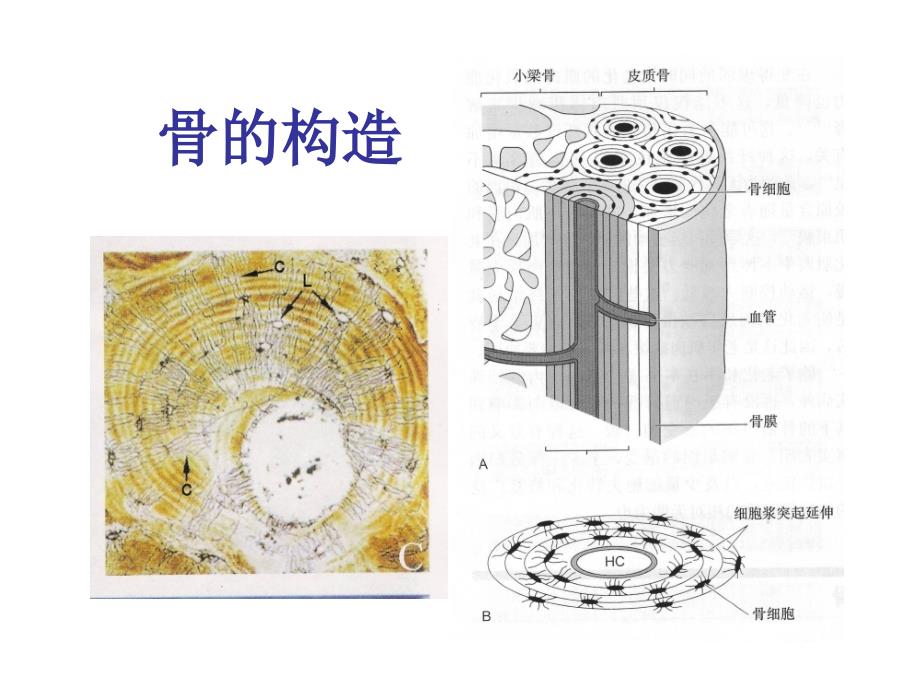 骨折愈合过程参考PPT_第2页