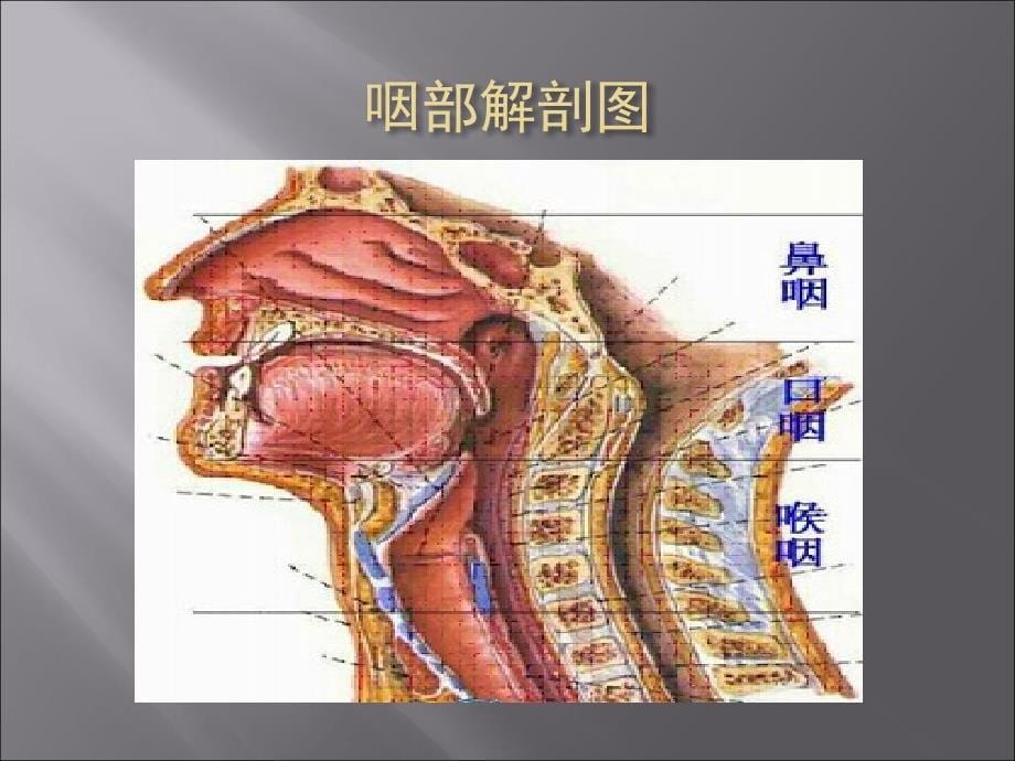 噎食的护理查房ppt医学课件_第5页