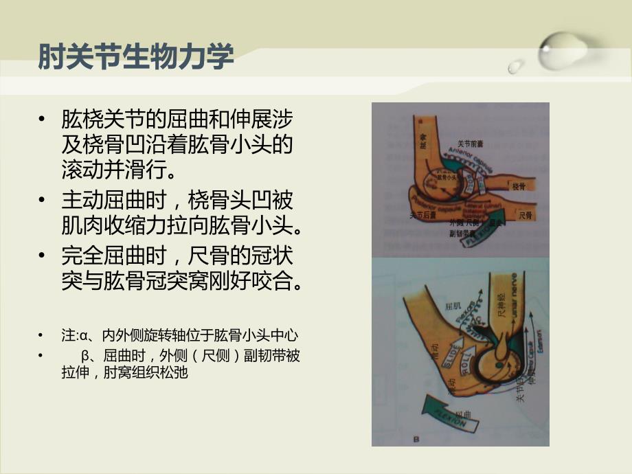 肘关节生物力学参考PPT_第4页