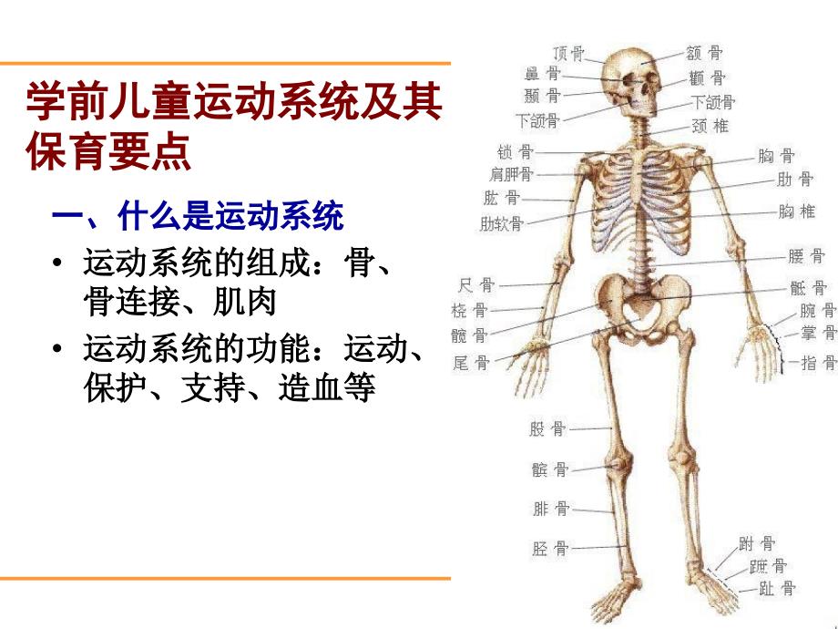 学前儿童生理发育特点及其保育要点 ppt医学课件_第3页