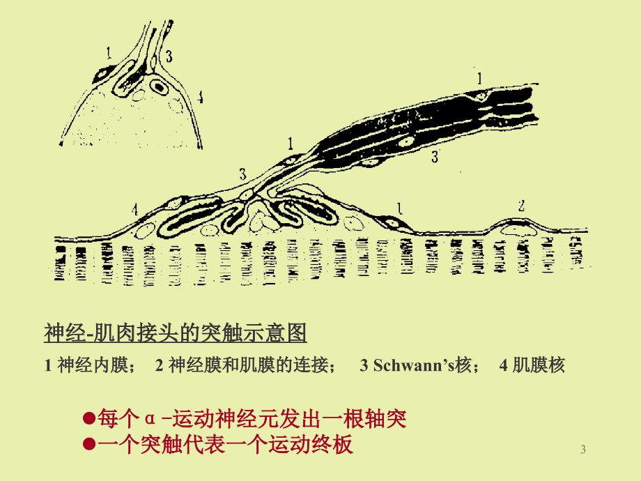 重症肌无力的症状鉴别 ppt医学课件_第3页