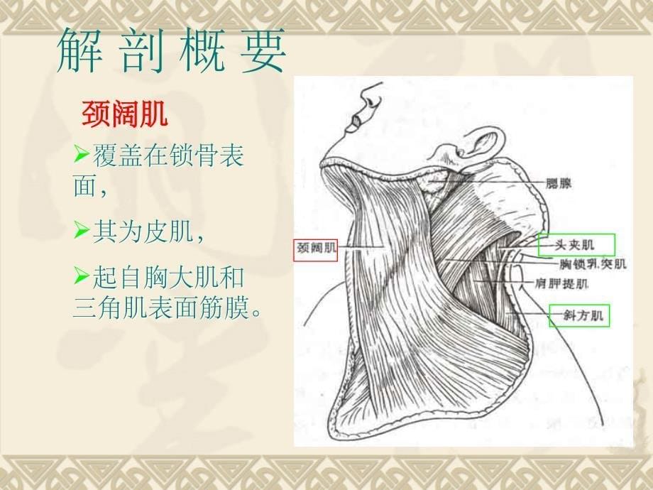 锁骨骨折骨伤参考PPT_第5页