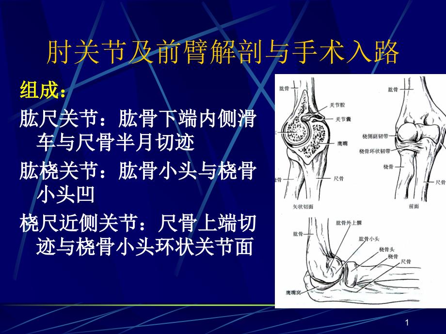 肘关节及前臂解剖与手术入路参考PPT_第1页