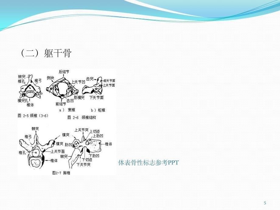 体表骨性标志参考PPT_第5页