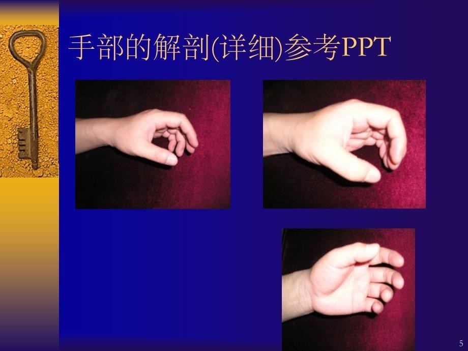 手部的解剖(详细)参考PPT_第5页