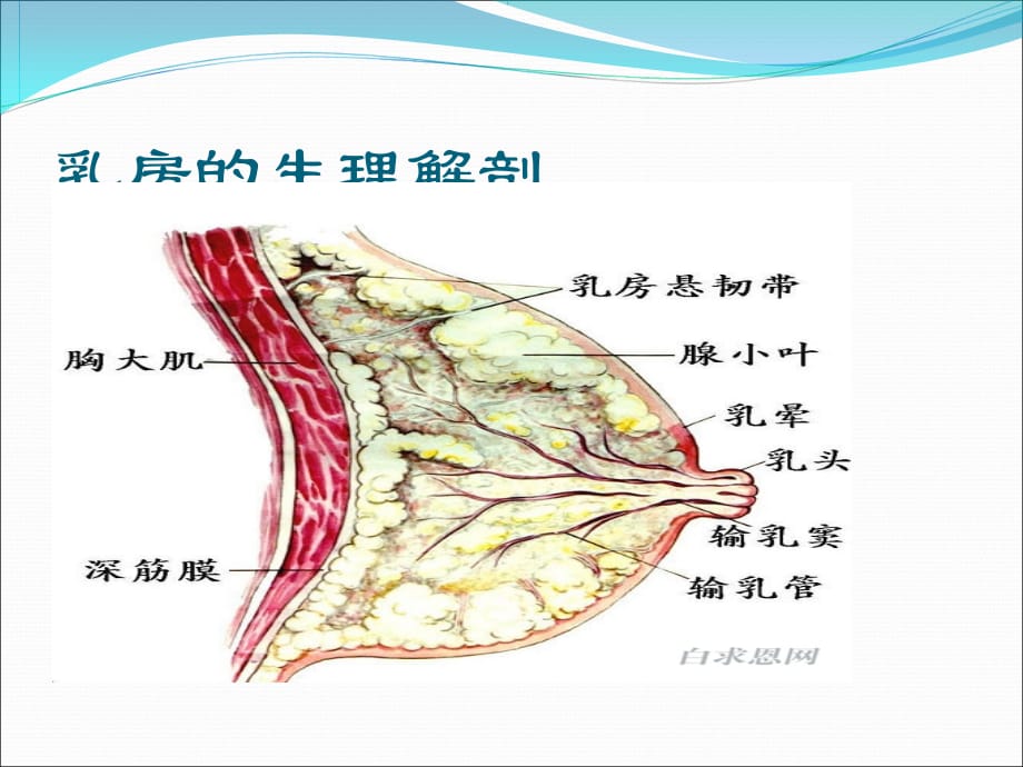 乳腺癌护理查房PPT课件_第3页