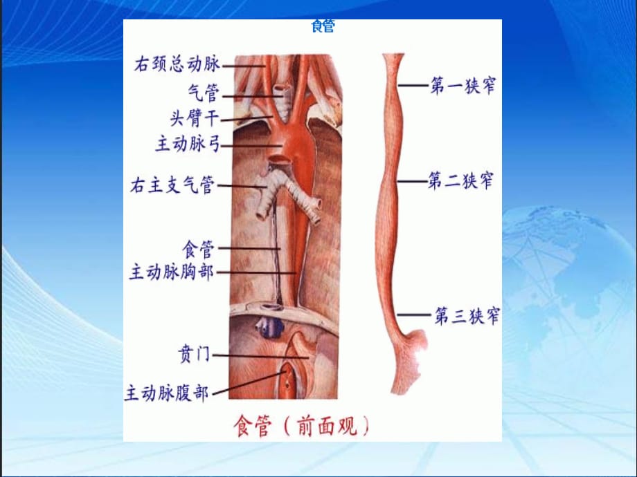 食道癌护理查房ppt医学课件_第3页