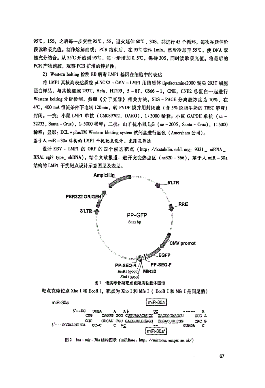 一种基于人miR-30结构高效敲除LMP1基因的慢病毒载体的构建_第3页