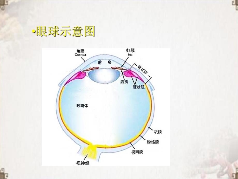 眼部常见病的超声诊断ppt医学课件_第4页