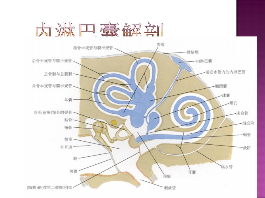 内淋巴囊迷路手术ppt医学课件_第3页