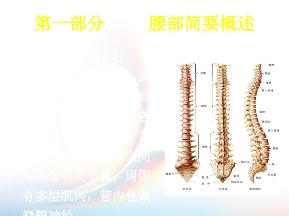 常见腰部软伤疾病的推拿治疗课件PPT_第2页