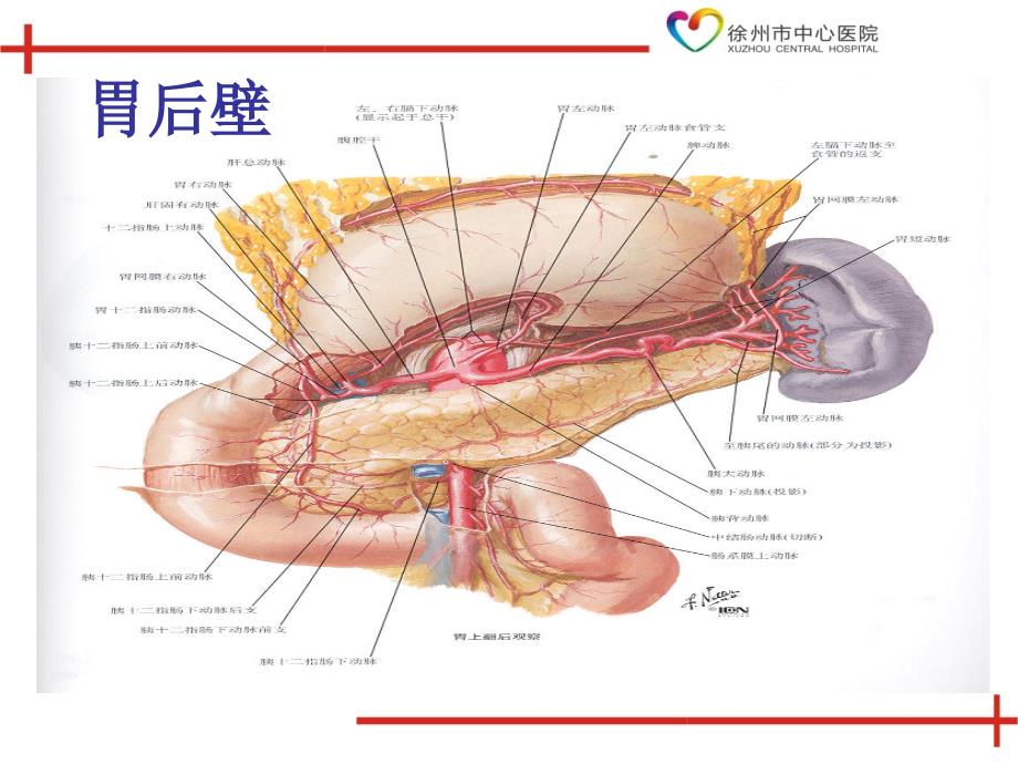 胃肠道解剖及常用术式课件PPT_第4页