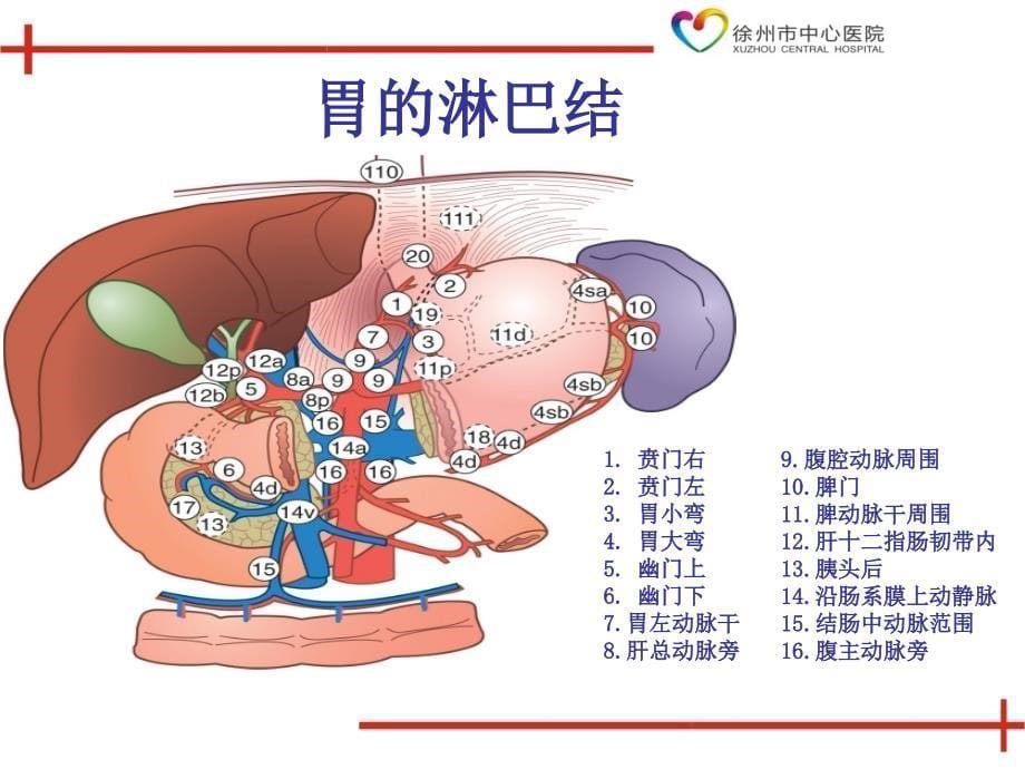 胃肠道解剖及常用术式课件PPT_第5页