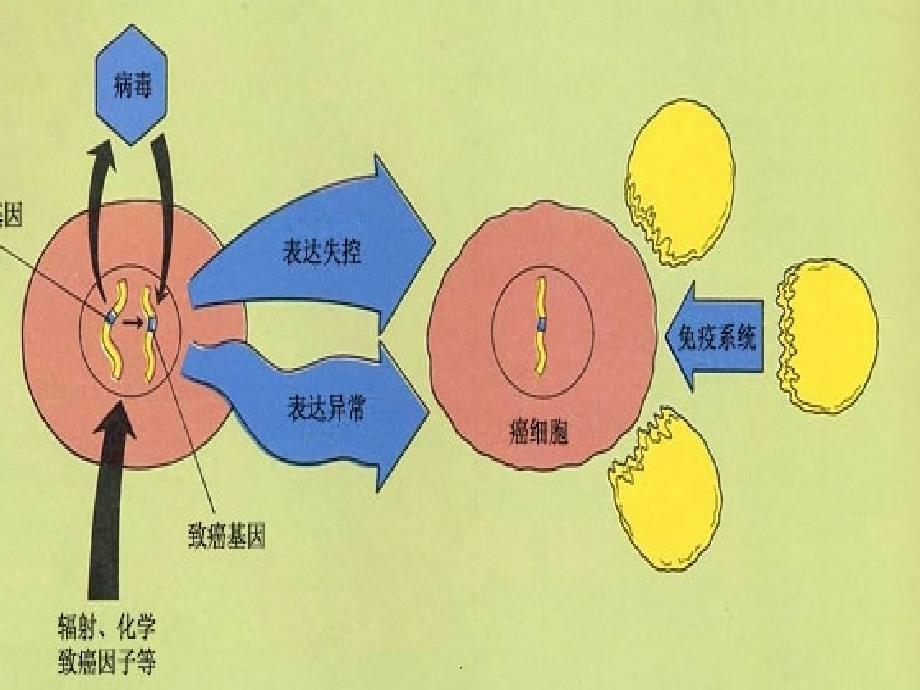 早期胃癌ppt医学课件_第3页