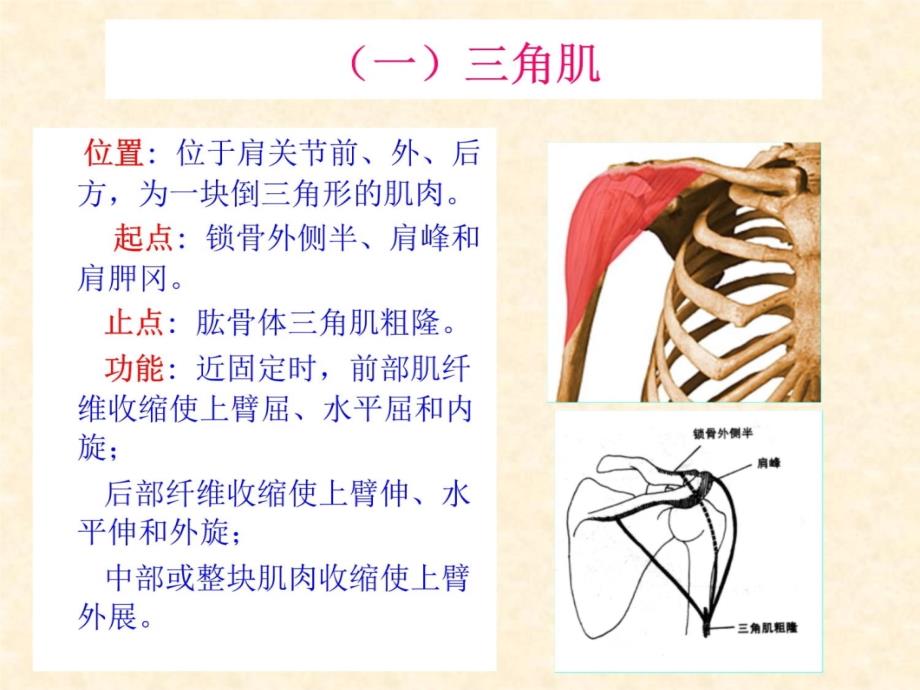 人体解剖-骨骼肌-上肢肌复习课程_第3页