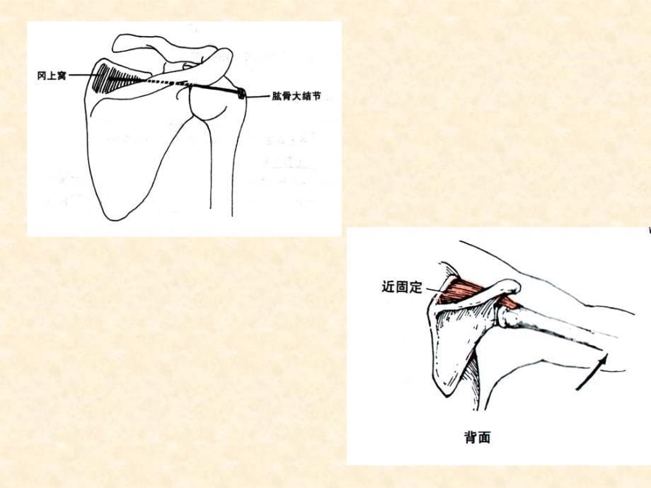 人体解剖-骨骼肌-上肢肌复习课程_第5页