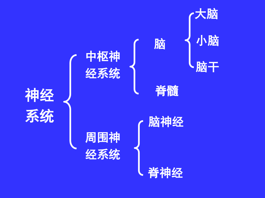 中枢神经系统系统解剖学ppt医学课件_第2页