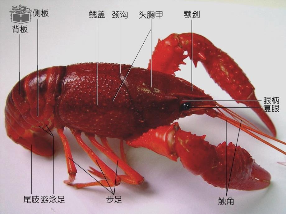 实验七-鳌虾的外形和内部解剖观察演示教学_第4页
