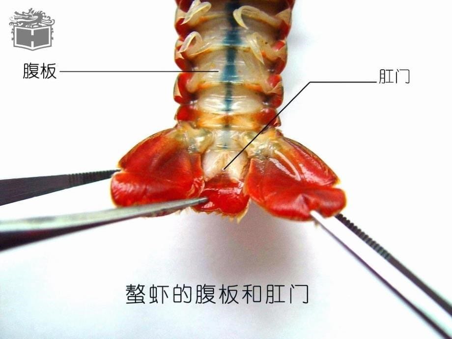 实验七-鳌虾的外形和内部解剖观察演示教学_第5页
