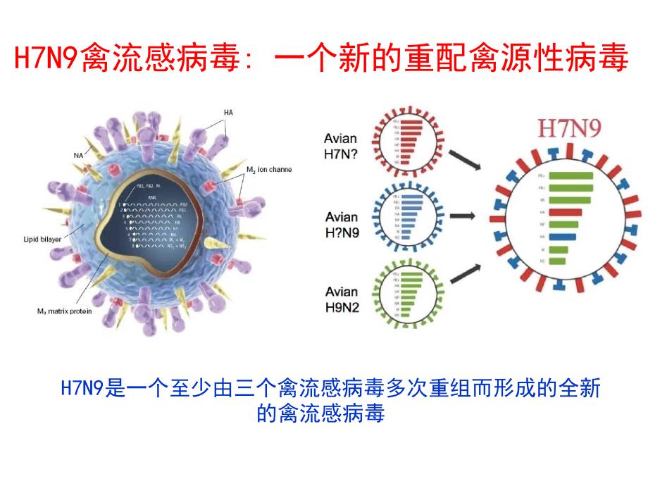 HN禽流感的发病机制临床表现检查及诊断_第4页