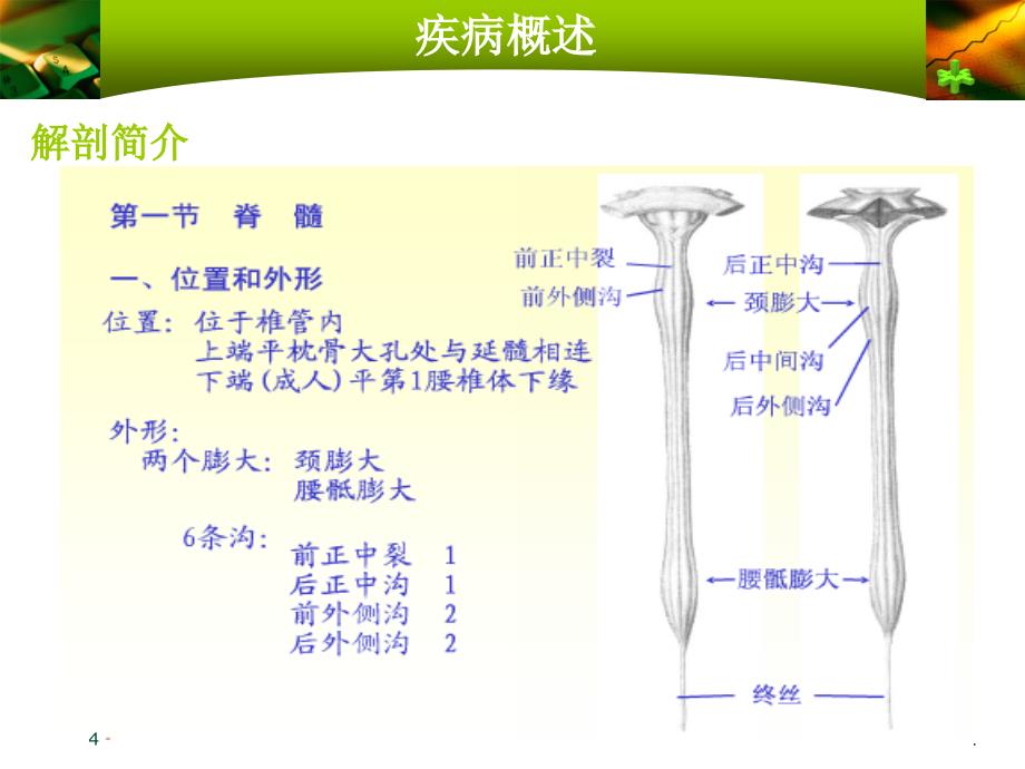 脊髓血管病ppt医学课件_第4页