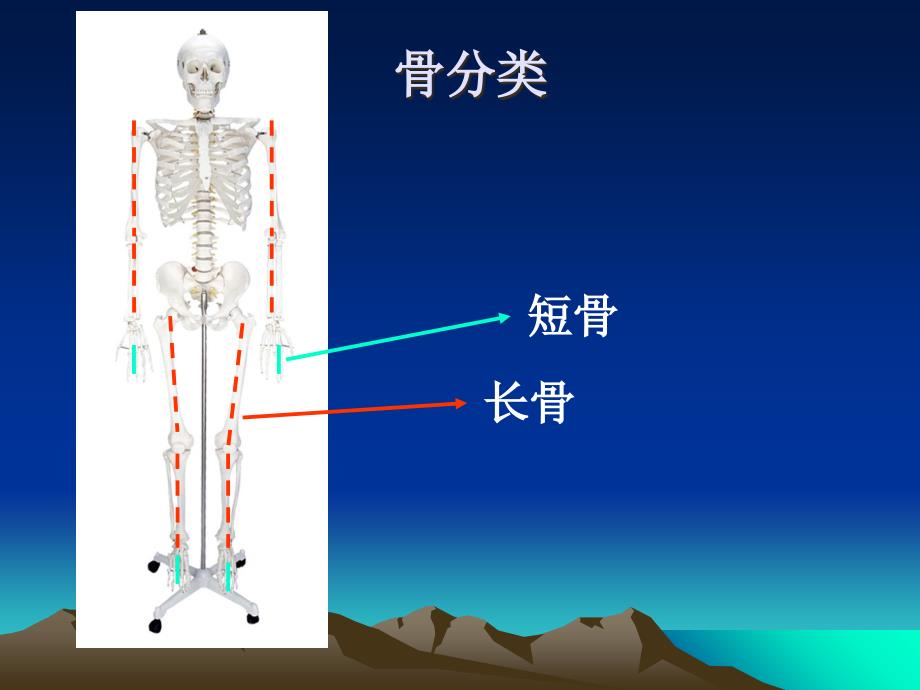 人体的运动教学文稿_第2页