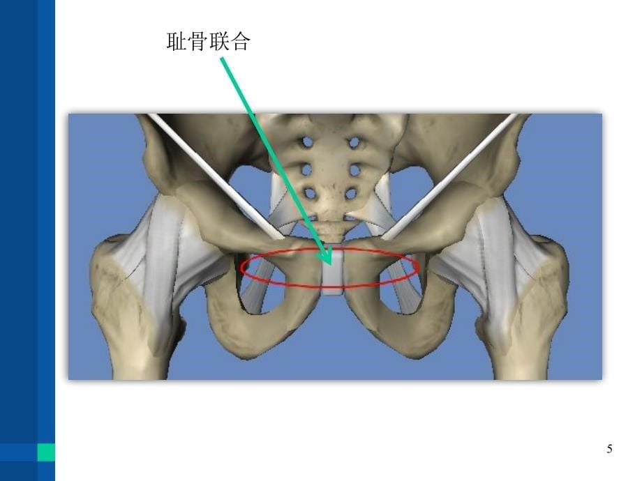 生殖 ppt医学课件_第5页