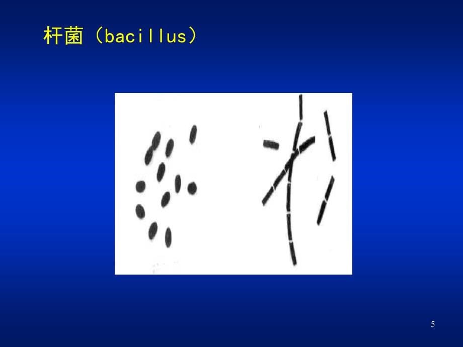 细菌的基本性状ppt医学课件_第5页