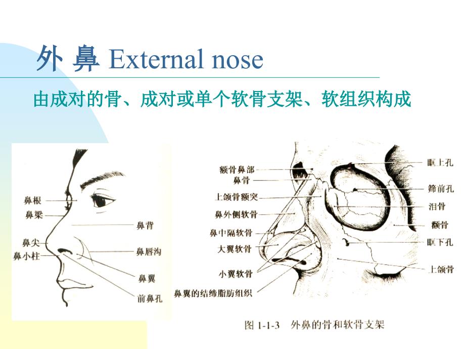 鼻解剖生理课件PPT_第3页